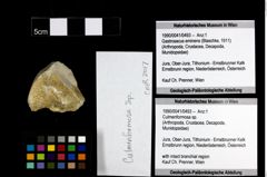 Foto (Objekt + Etiketten) von Culmenformosa sp. 